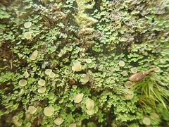 Psoroma asperellum