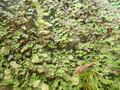 Psoroma asperellum