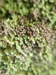 Psoroma asperellum