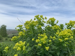 Euphorbia palustris