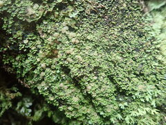 Psoroma asperellum