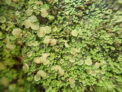 Psoroma asperellum