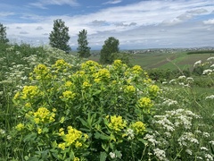 Euphorbia palustris