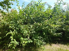 Deutzia