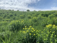 Euphorbia palustris