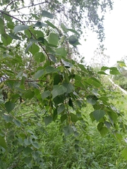 Betula pendula