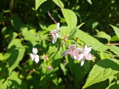 Deutzia