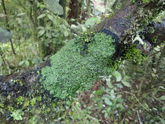 Psoromaria versicolor