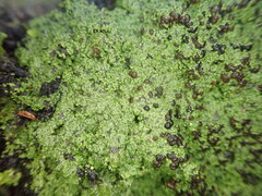 Psoromaria versicolor