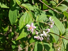 Deutzia