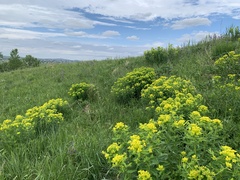 Euphorbia palustris
