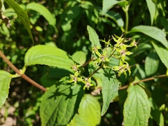 Deutzia