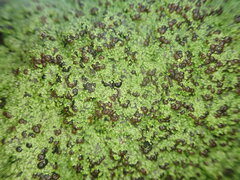 Psoromaria versicolor