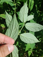 Deutzia