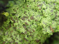 Psoromaria versicolor