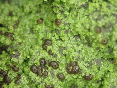 Psoromaria versicolor