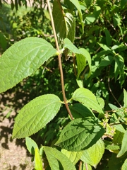 Deutzia
