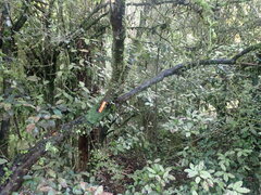 Psoromaria versicolor