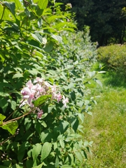 Deutzia