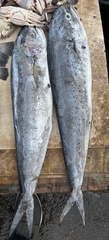 Coryphaena
