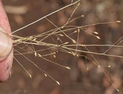 Panicum decompositum