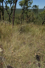 Panicum decompositum