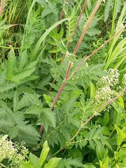 Filipendula ulmaria