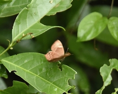 Abisara echerius