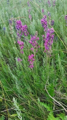 Oxytropis knjazevii