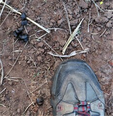 Tragelaphus sylvaticus sylvaticus