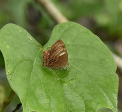 Abisara echerius