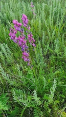 Oxytropis knjazevii