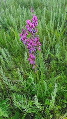 Oxytropis knjazevii