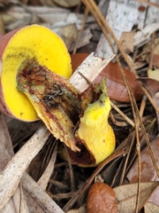 Pulchroboletus rubricitrinus image