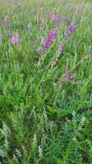 Oxytropis knjazevii