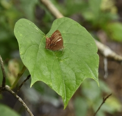 Abisara echerius