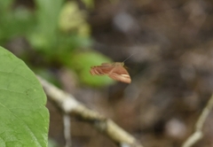 Abisara echerius