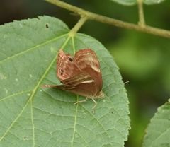 Abisara echerius