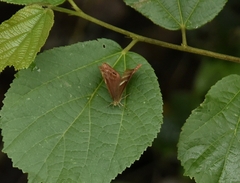 Abisara echerius