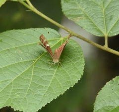 Abisara echerius