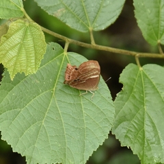 Abisara echerius