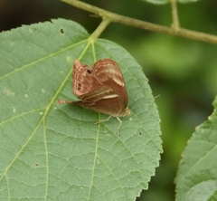 Abisara echerius