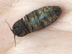 Agrypnus murinus