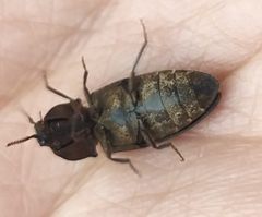 Agrypnus murinus