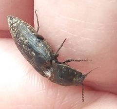 Agrypnus murinus