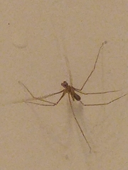 Pholcus phalangioides