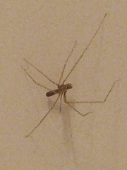Pholcus phalangioides