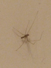 Pholcus phalangioides