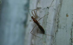 Gallobelgicus typicus