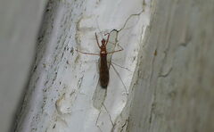 Gallobelgicus typicus